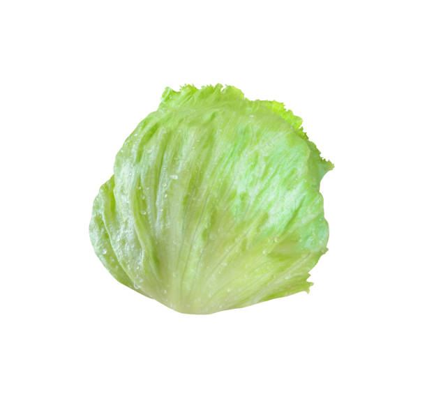 istock Leafy green lettuce with water drops isolated on white 1414507133