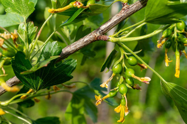 nahaufnahme eines zweiges mit jungen stachelbeerfrüchten - gooseberry fruit growth green stock-fotos und bilder