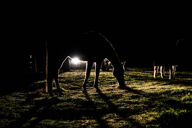 the silhouettes of horses in the dark