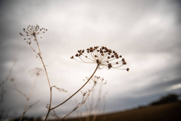 istock brown plant silhouetted against the sky 1414510279