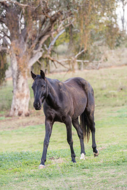 istock Black horse in the pasture 1414510427
