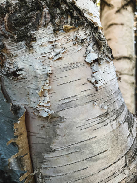 peeling white birch (oder paper birch) close-up - birch tree tree downy birch white stock-fotos und bilder
