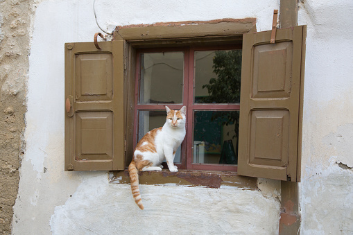 Kitties posing in towns of Greece