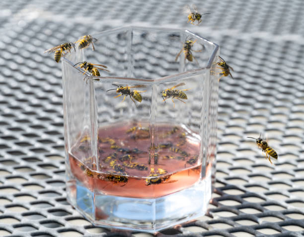 istock Wasps in and around drinking glass 1414511181