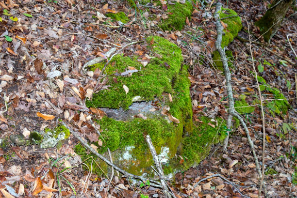 istock Green moss and brown leaf contrast 1414511196