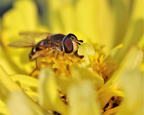 Macro photo of the huge eyes and tongue as it busily eats pollen from a yellow dahlia flower