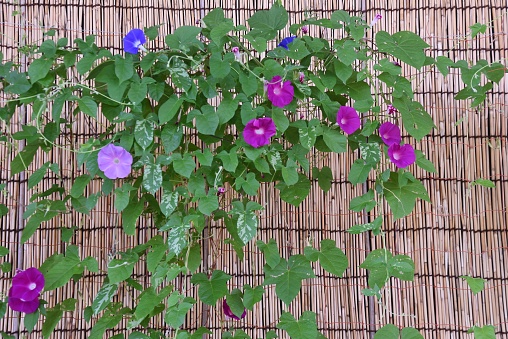 Morning glory flower. A summer tradition in Japan. Seasonal background material.