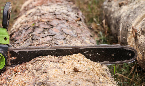 istock saw cuts a pine trunk close-up 1414516423