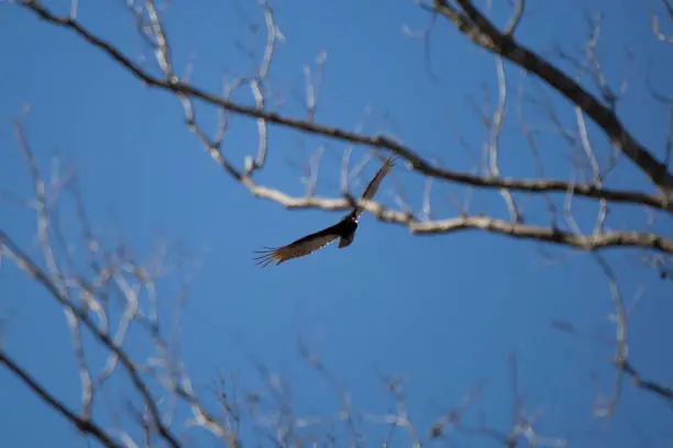 Turkey vulture (Cathartes aura) soaring through the open, blue sky past bare trees