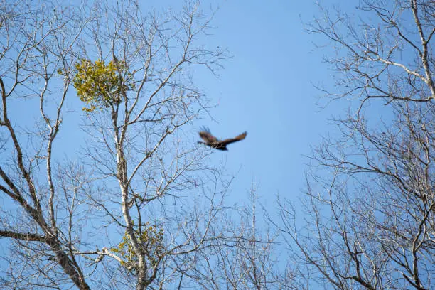 Turkey vulture (Cathartes aura) soaring through the open, blue sky past trees