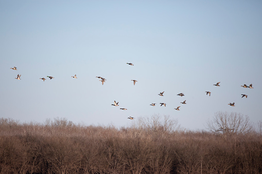 Large flock of mallard (Anas platyrhynchos), gadwall (Mareca strepera), and wigeon ducks (Mareca americana) in flight over bare foliage