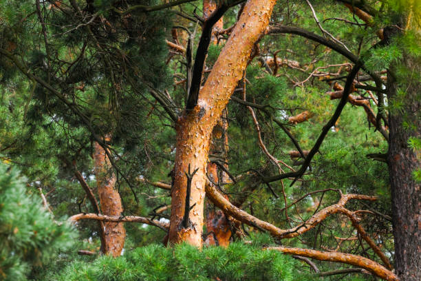 istock top of pine trunks in pine forest for background 1414517326