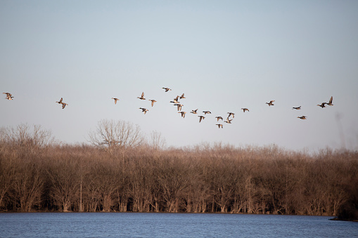 Bald Eagle Mid Flight in search of dinner