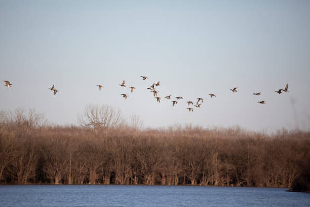 Large Flock of Mallard, Gadwall, and Wigeon Ducks stock photo