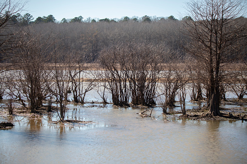 Line of bare bushes in shallow, muddy water