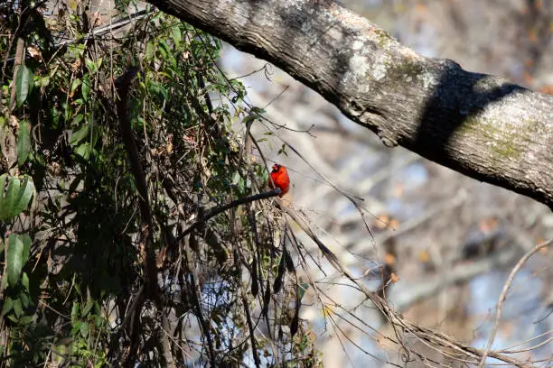 Male northern cardinal (Cardinalis cardinalis) perched on a vine
