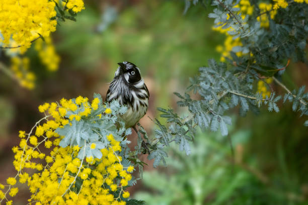 New Holland Honeyeater (Phylidonyris novaehollandiae) Tiny new holland honeyeater perching in a wattle tree honeyeater stock pictures, royalty-free photos & images