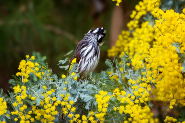 istock New Holland Honeyeater (Phylidonyris novaehollandiae) 1414517574