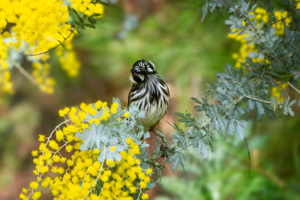 istock New Holland Honeyeater (Phylidonyris novaehollandiae) 1414517587