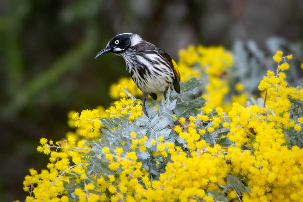 istock New Holland Honeyeater (Phylidonyris novaehollandiae) 1414517643