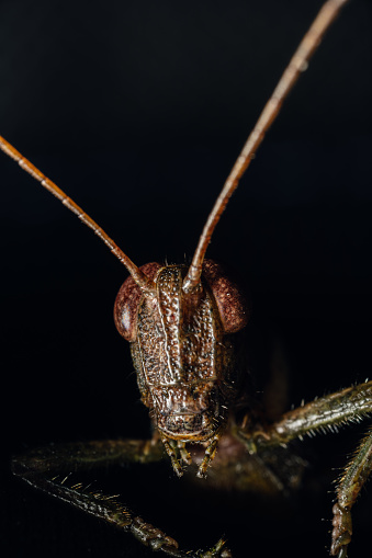 Insects: locusts