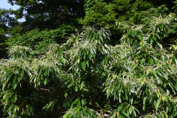 istock Growth of Japanese chestnut. 1414522324