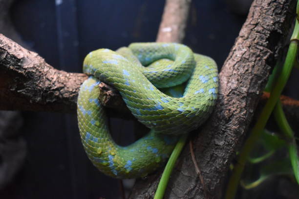 istock Portrait of a Rowley's Palm Pit Viper 1414522390