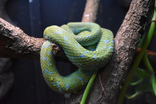 This Rowley's Palm Pit Viper or Bothriechis rowleyi is an endangered species and is found in Mexico in southeastern Oaxaca and northern Chiapas.