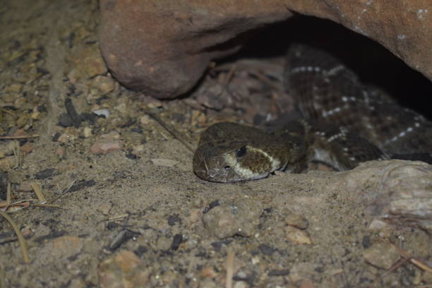 retrato de una serpiente de cascabel con espalda de diamante - mojave rattlesnake fotografías e imágenes de stock