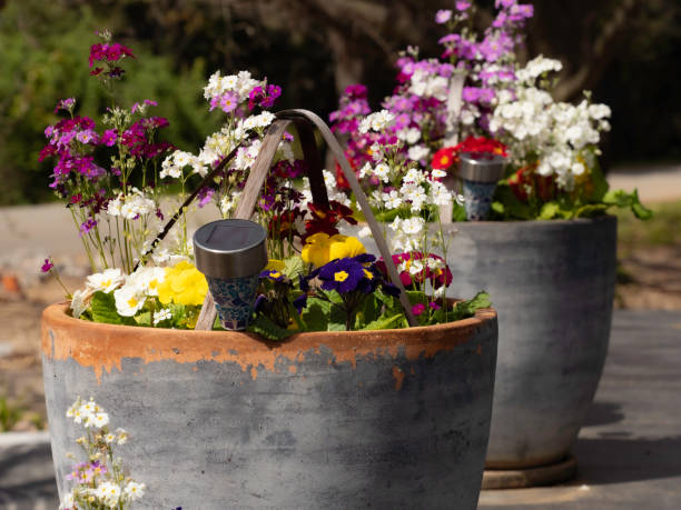 istock Colourful spring flowers in outdoor pots 1414523964