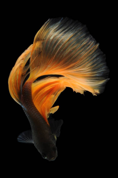 istock yellow Siamese fighting fish, Betta fish, siamese fighting fish,betta splendens isolated on black background,fish on black background, 1414525788
