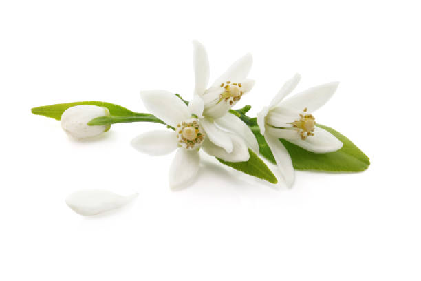 istock tangerine flowers isolated on a white background 1414528617