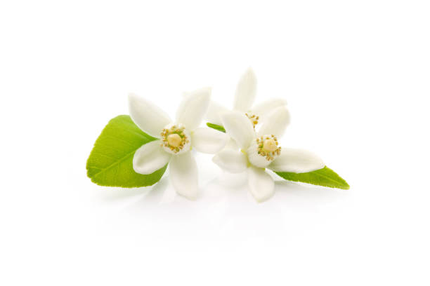 istock tangerine flowers isolated on a white background 1414528618