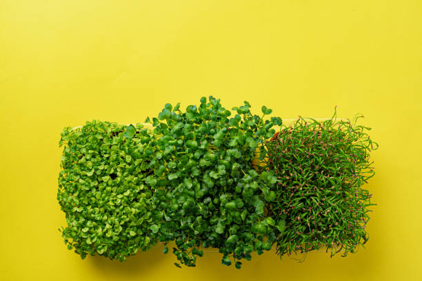 istock Micro green growing sprouts on yellow background, top view 1414528640