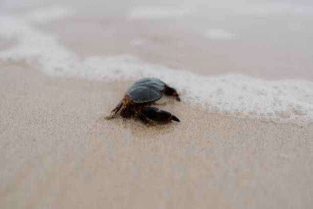 istock Crab washes up on a white sand beach 1414530872