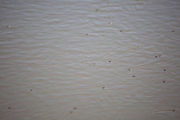 escarabajos whirligig - whirligig beetle fotografías e imágenes de stock