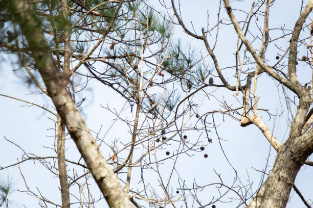 curious carolina chickadee - photography carolina chickadee bird animals in the wild imagens e fotografias de stock