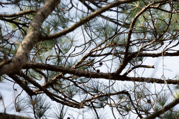 나무에있는 작은 캐롤라이나 병아리 - photography carolina chickadee bird animals in the wild 뉴스 사진 이미지