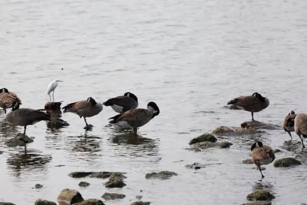 Flock of Canada geese (Branta canadensis) and one snowy egret (Egretta thula) grooming and hunting in shallow water near rocks