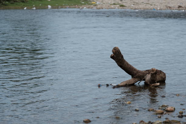 A log stuck on the bank A log stuck on the bank of a river located in Blangpidie, Southwest Aceh photographed in August 2022 tremont stock pictures, royalty-free photos & images