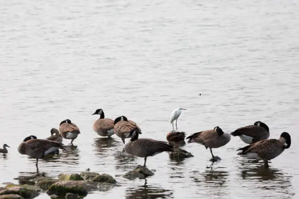 Immature snowy egret (Egretta thula) with a flock of Canada geese (Branta canadensis) who are grooming and resting