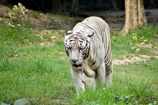 White tiger / bleached tiger (Panthera tigris) pigmentation variant of the Bengal tiger, native to India placed against white background in post production