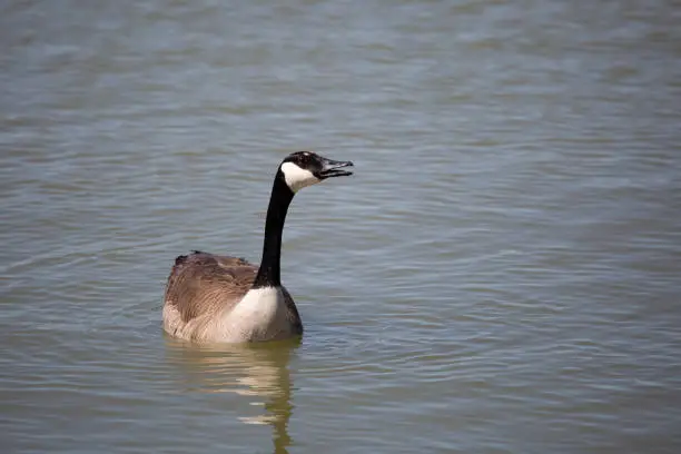 Canada goose (Branta canadensis) swimming with a slightly open beak