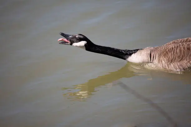 Canada goose (Branta canadensis) honking as it stretches out its neck
