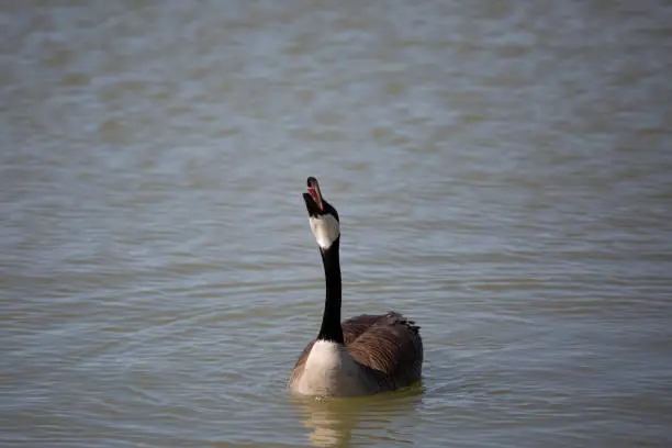 Canada goose (Branta canadensis) making honking noises as it looks up