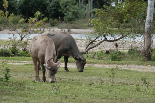 istock Two buffaloes eating grass beside a river 1414535013