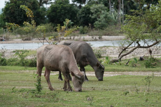 istock Two buffaloes eating grass beside a river located in Blangpidie 1414535014