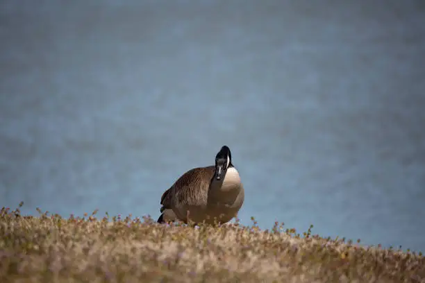 Sassy Canada goose (Branta canadensis) looking out as it forages in a meadow near a shore