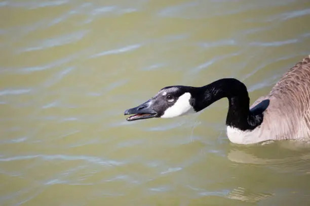 Alarmed Canada goose (Branta canadensis) preparing to honk as it swims, copy space on the left side