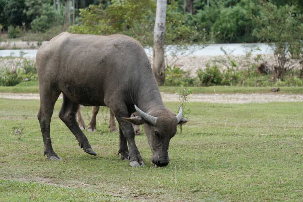 istock a buffalo eating grass located in Blangpidie 1414535164